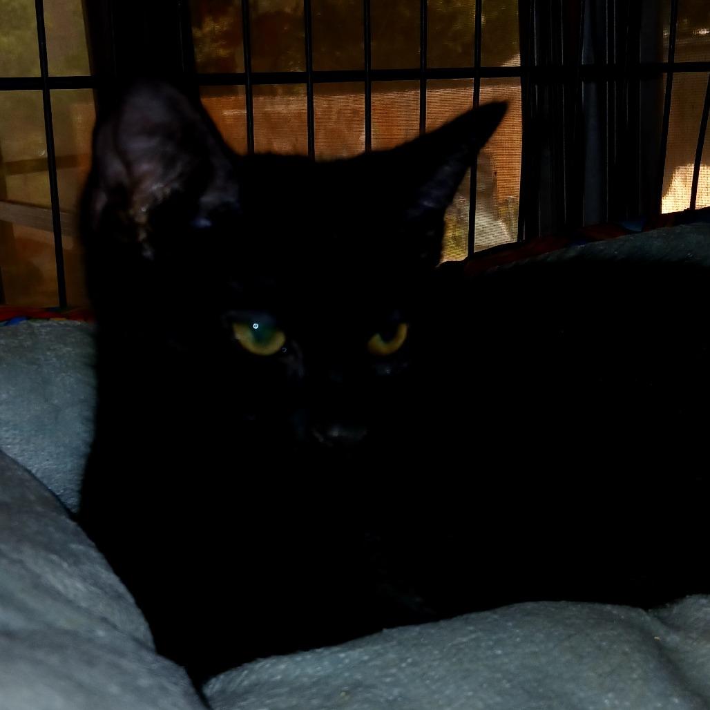 Dylan, Adoptable, Young Male Domestic Short Hair.