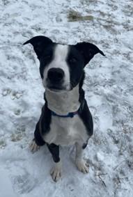 Oreo, an adopted mixed breed in Keswick, ON image 1/3