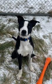 Oreo, an adopted mixed breed in Keswick, ON image 2/3