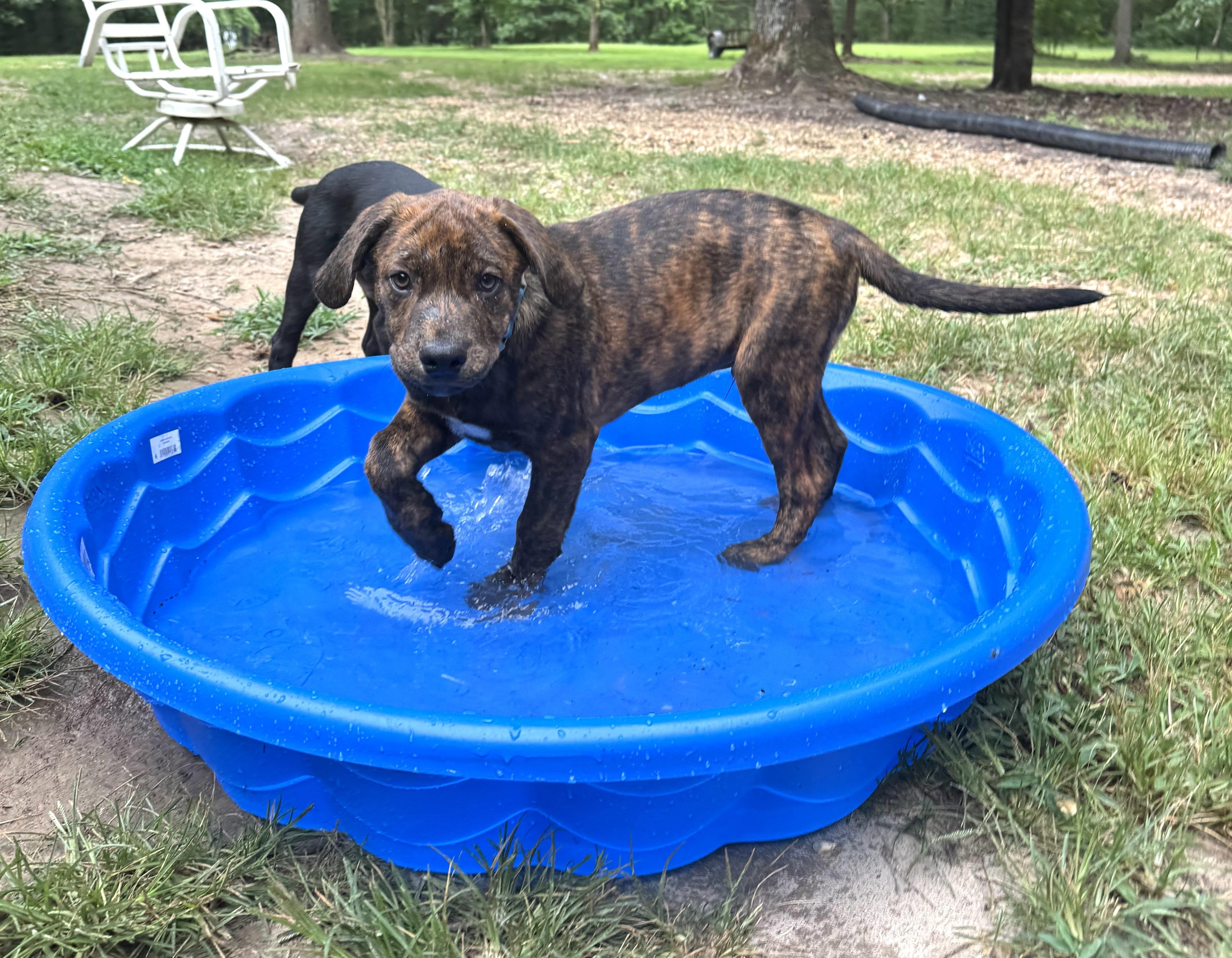 Enlarge Dylan, a ADOPTABLE Mixed Breed in Nantucket, MA image 1/1