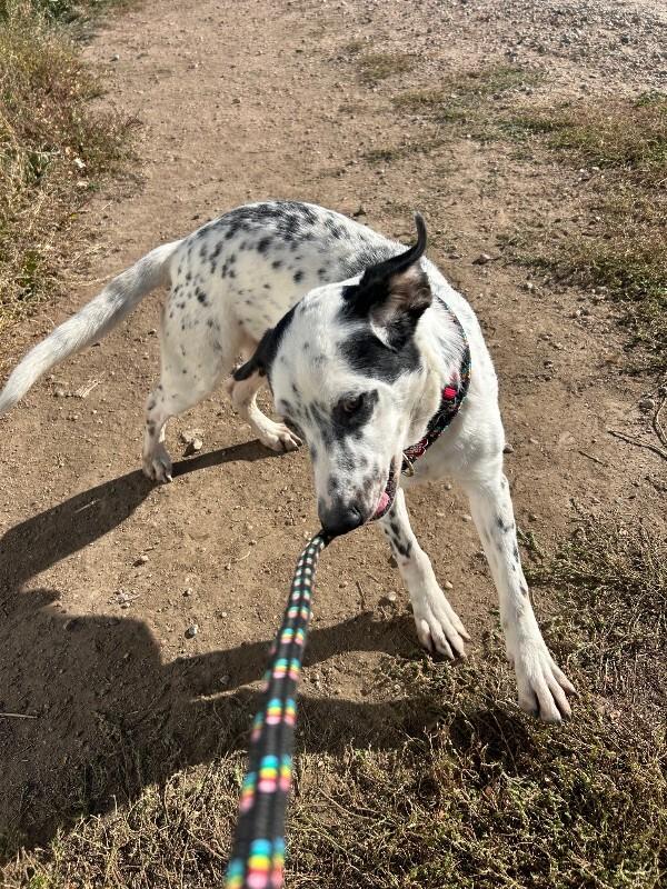 Tender Robot, a Adoptable Mixed Breed in Westminster, CO image 1/6