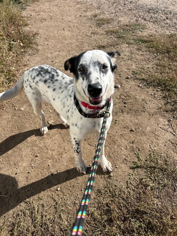 Tender Robot, a Adoptable Mixed Breed in Westminster, CO image 2/3