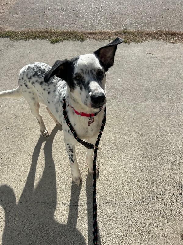 Tender Robot, a Adoptable Mixed Breed in Westminster, CO image 2/6