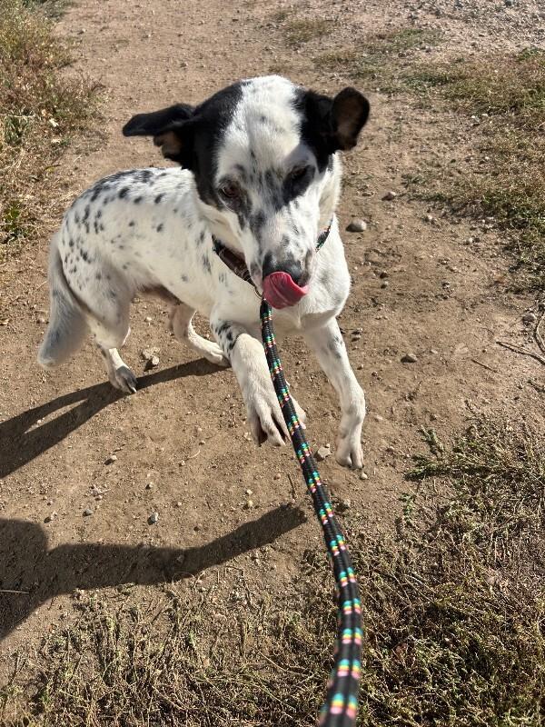 Tender Robot, a Adoptable Mixed Breed in Westminster, CO image 3/6