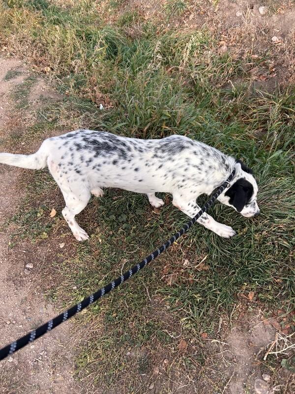 Tender Robot, a Adoptable Mixed Breed in Westminster, CO image 4/6