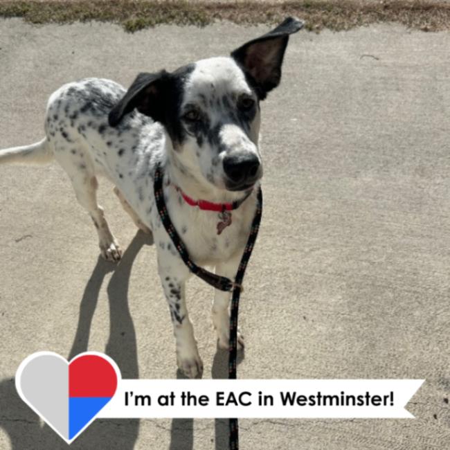 Tender Robot, a Adoptable Mixed Breed in Westminster, CO image 6/6