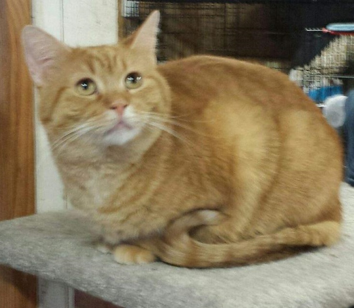 Daffodil ADOPTED:)