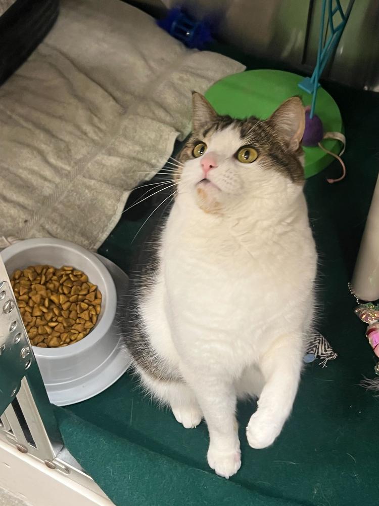 Enlarge Kiki, a Adoptable Domestic Short Hair in Marietta, GA image 1/6