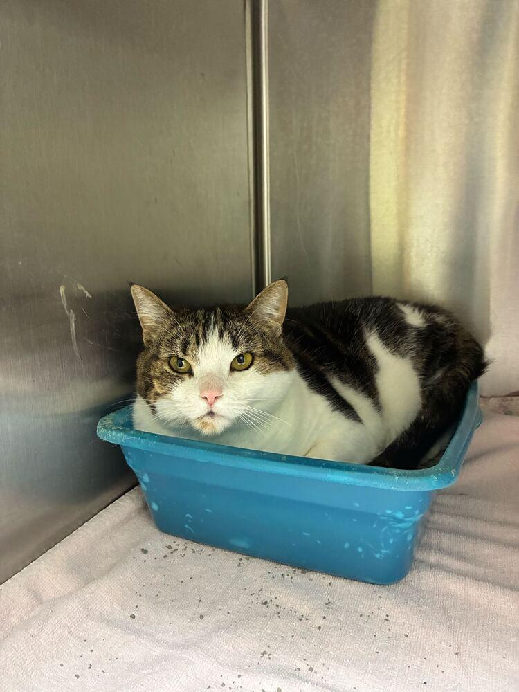 Enlarge Kiki, a Adoptable Domestic Short Hair in Marietta, GA image 2/6