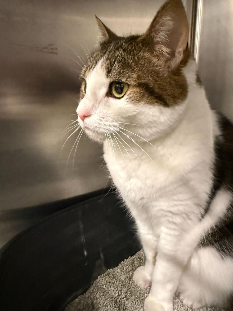 Enlarge Kiki, a Adoptable Domestic Short Hair in Marietta, GA image 3/6