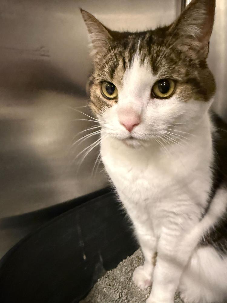 Enlarge Kiki, a Adoptable Domestic Short Hair in Marietta, GA image 4/6