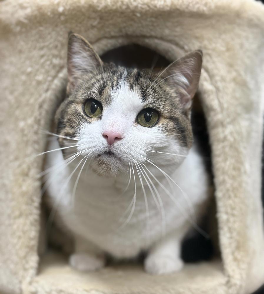 Enlarge Kiki, a Adoptable Domestic Short Hair in Marietta, GA image 5/6