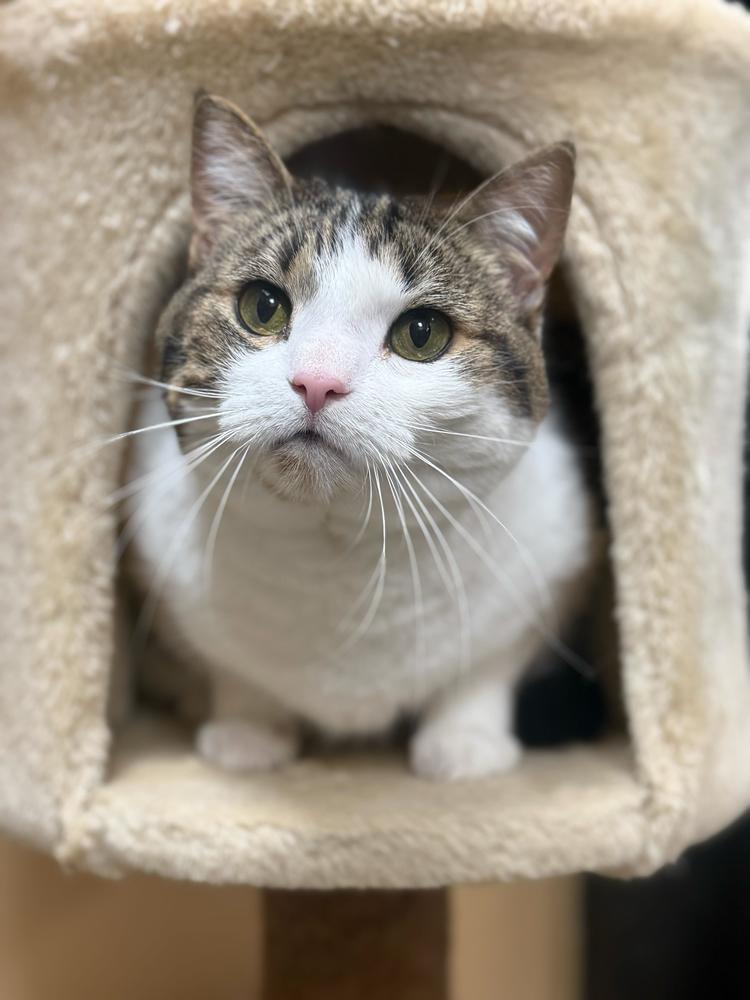 Enlarge Kiki, a Adoptable Domestic Short Hair in Marietta, GA image 6/6