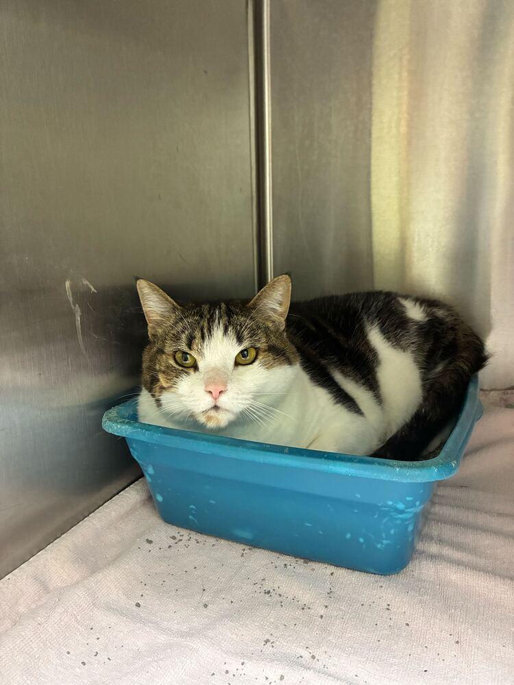 Enlarge Kiki, a Adoptable Domestic Short Hair in Marietta, GA image 5/6