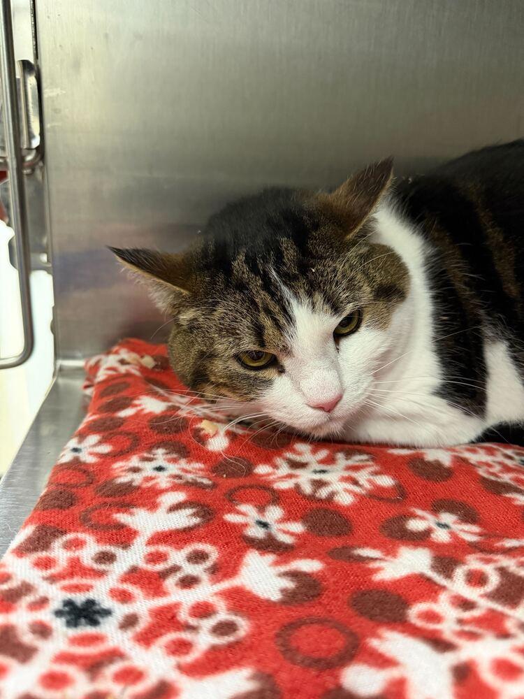 Enlarge Kiki, a Adoptable Domestic Short Hair in Marietta, GA image 6/6