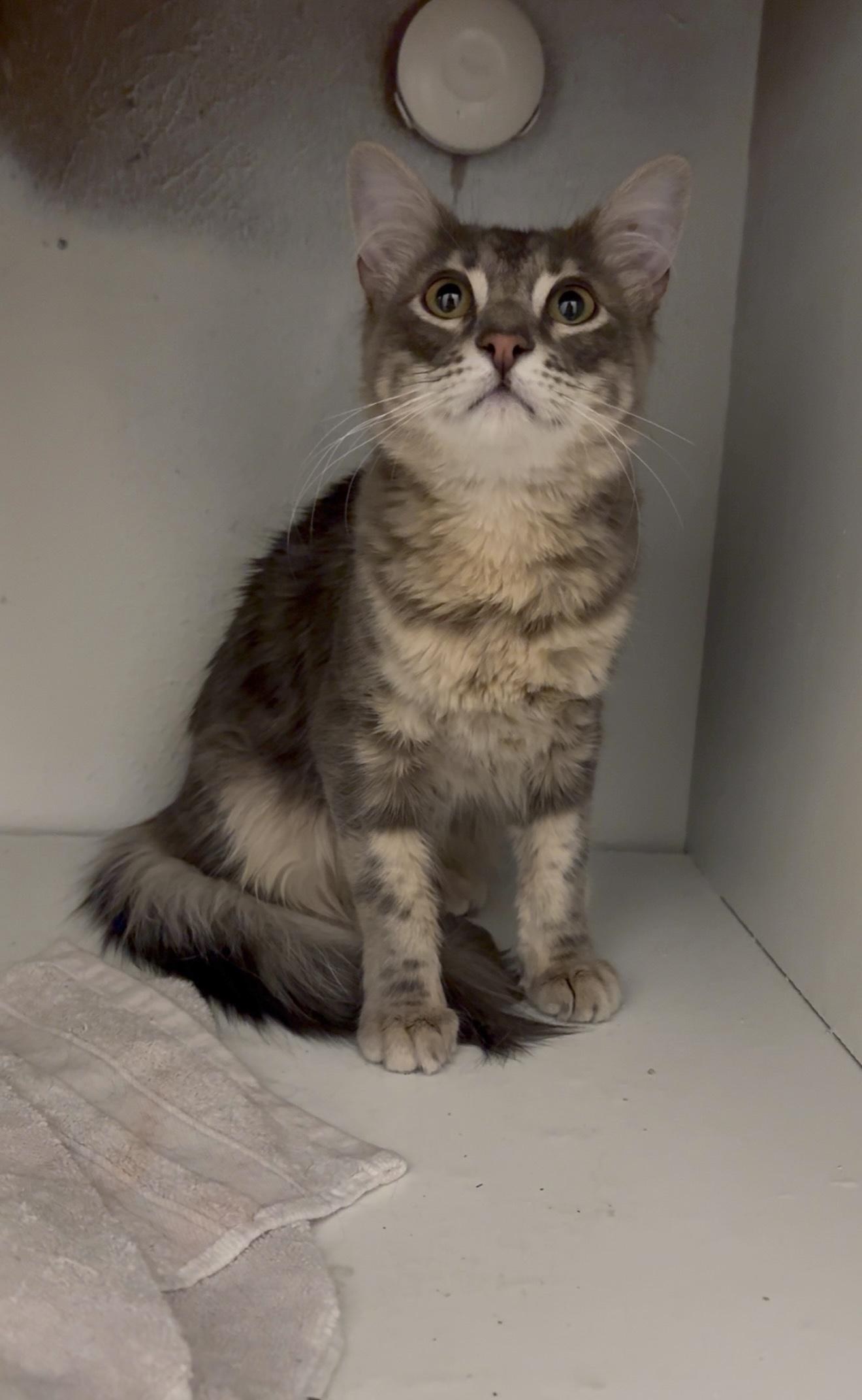 Stormy, an adopted mixed breed in Trophy Club, TX image 2/4