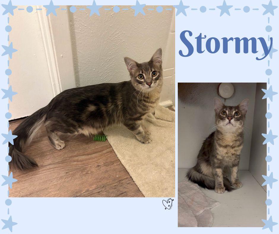 Stormy, an adopted mixed breed in Trophy Club, TX image 4/4