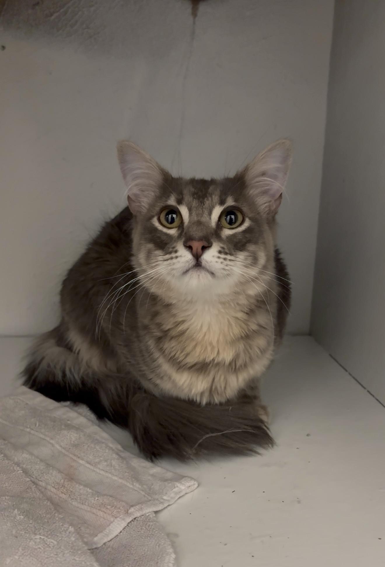 Stormy, an adopted mixed breed in Trophy Club, TX image 3/4