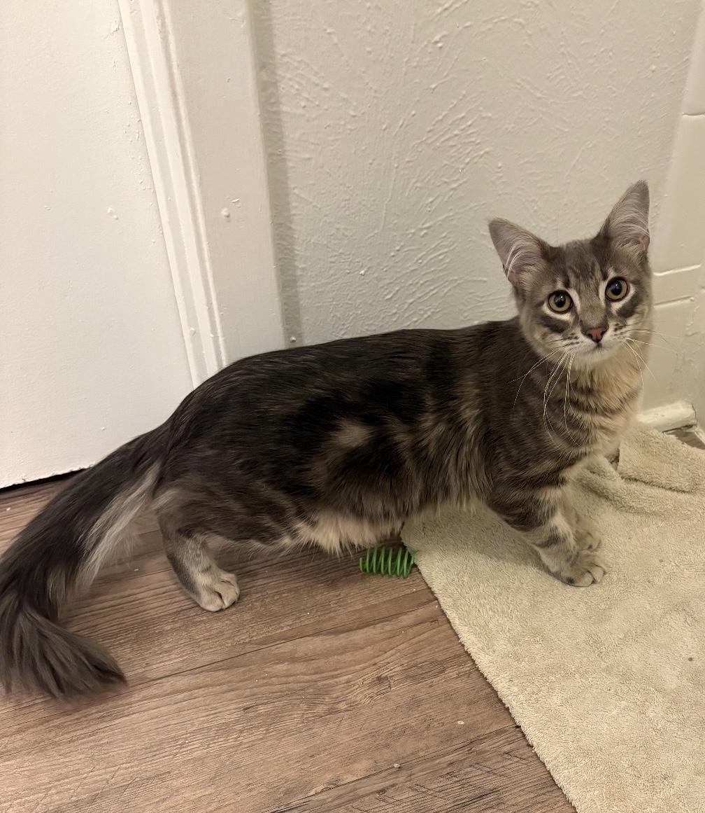 Stormy, an adopted mixed breed in Trophy Club, TX image 1/4