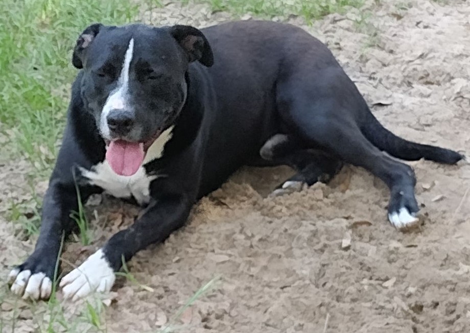 Plankton, a Adoptable mixed breed in DeFuniak Springs, FL image 1/2