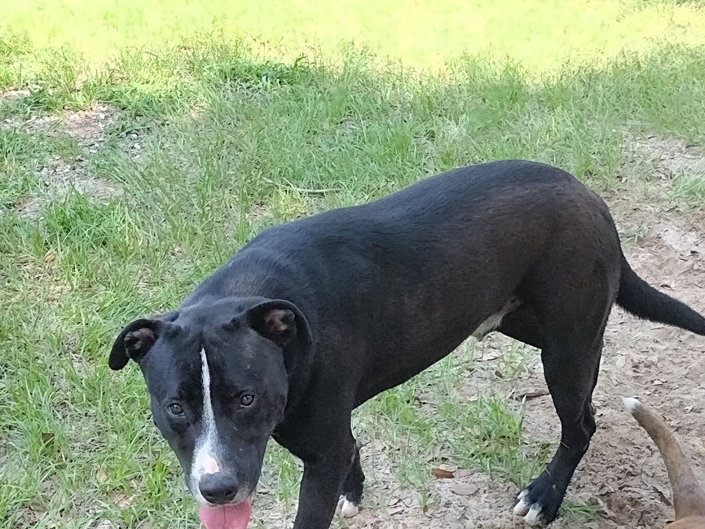Plankton, a Adoptable mixed breed in DeFuniak Springs, FL image 2/2