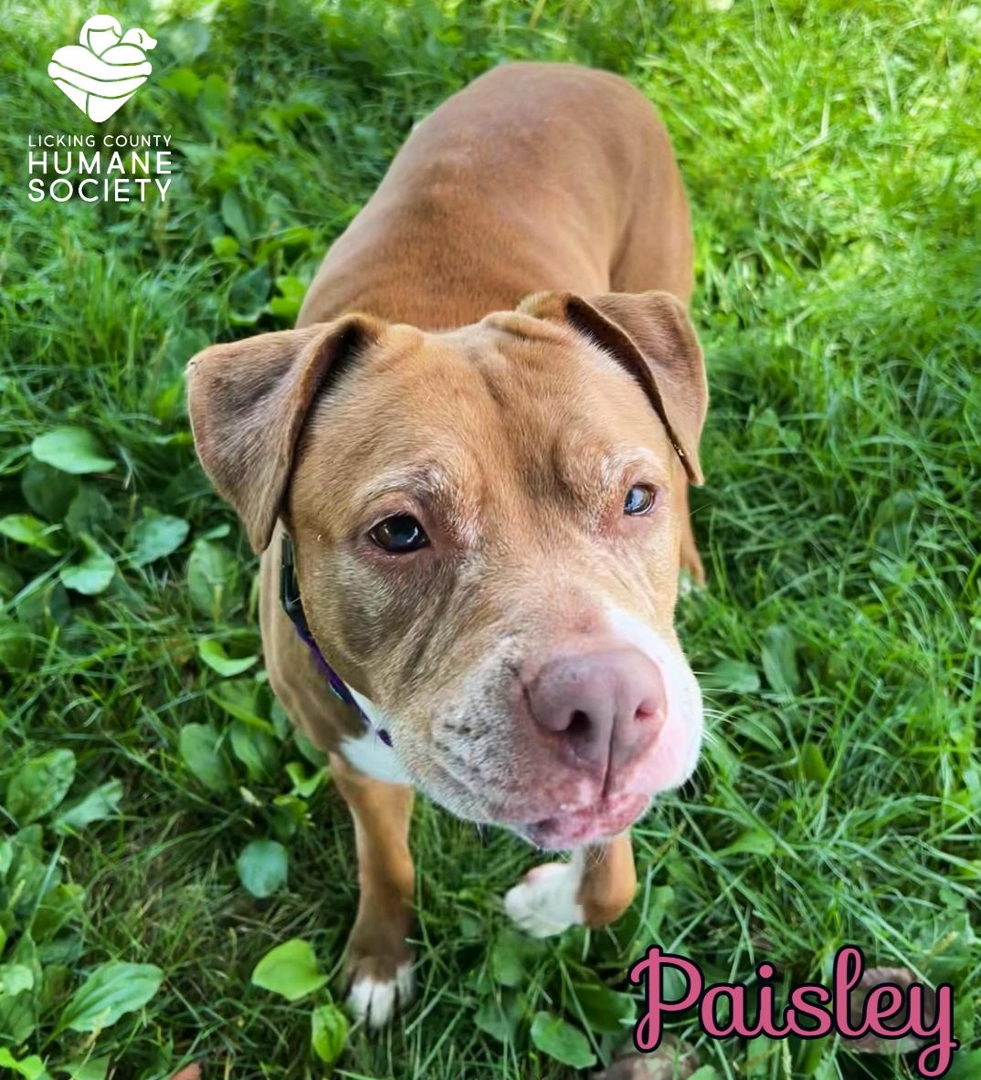 Paisley