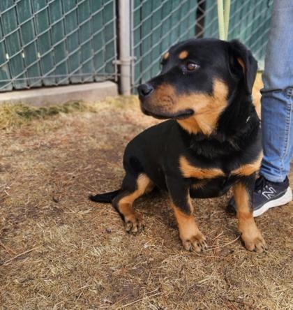 Snoop, a Adopted mixed breed in Lakeside, AZ image 1/2