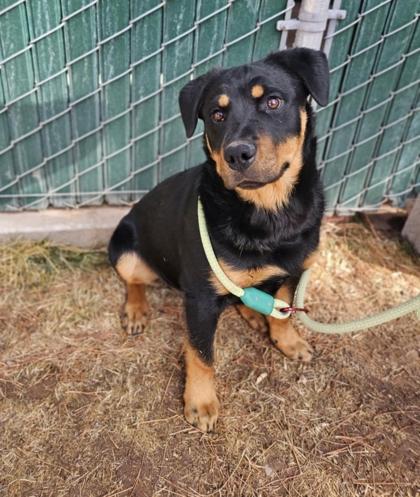 Snoop, a Adopted mixed breed in Lakeside, AZ image 2/2