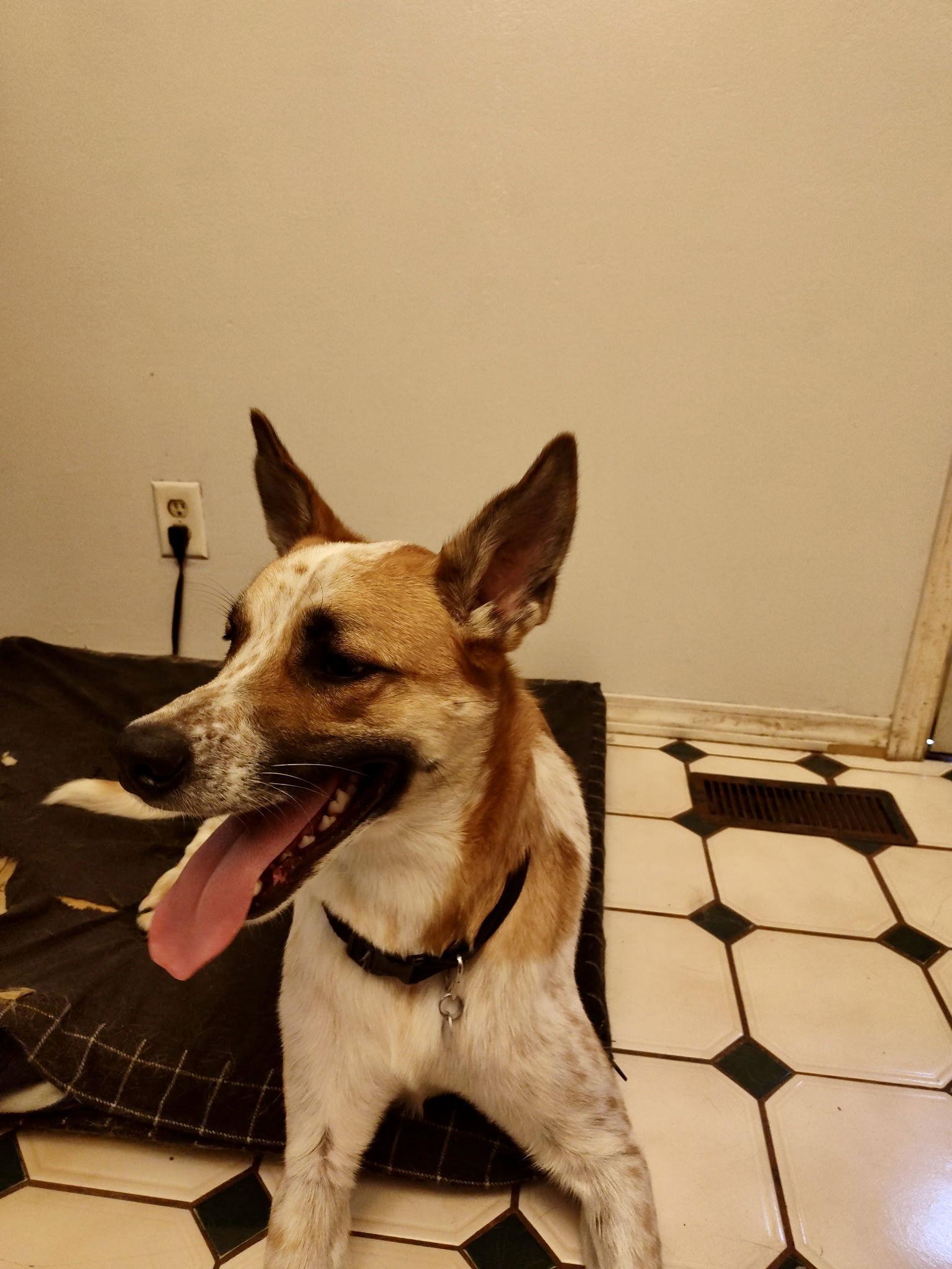 Rocky, Adoptable, Adult Male Australian Cattle Dog / Blue Heeler.