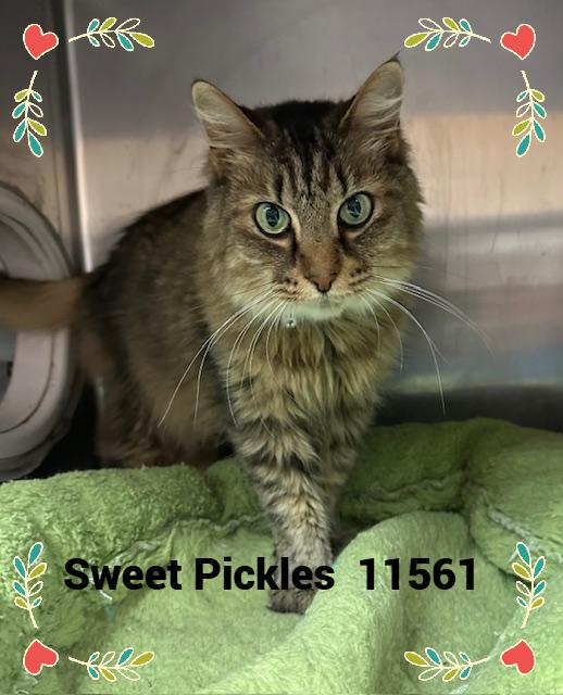 SWEET PICKLES(also see ZIGGY), Senior Female unknown