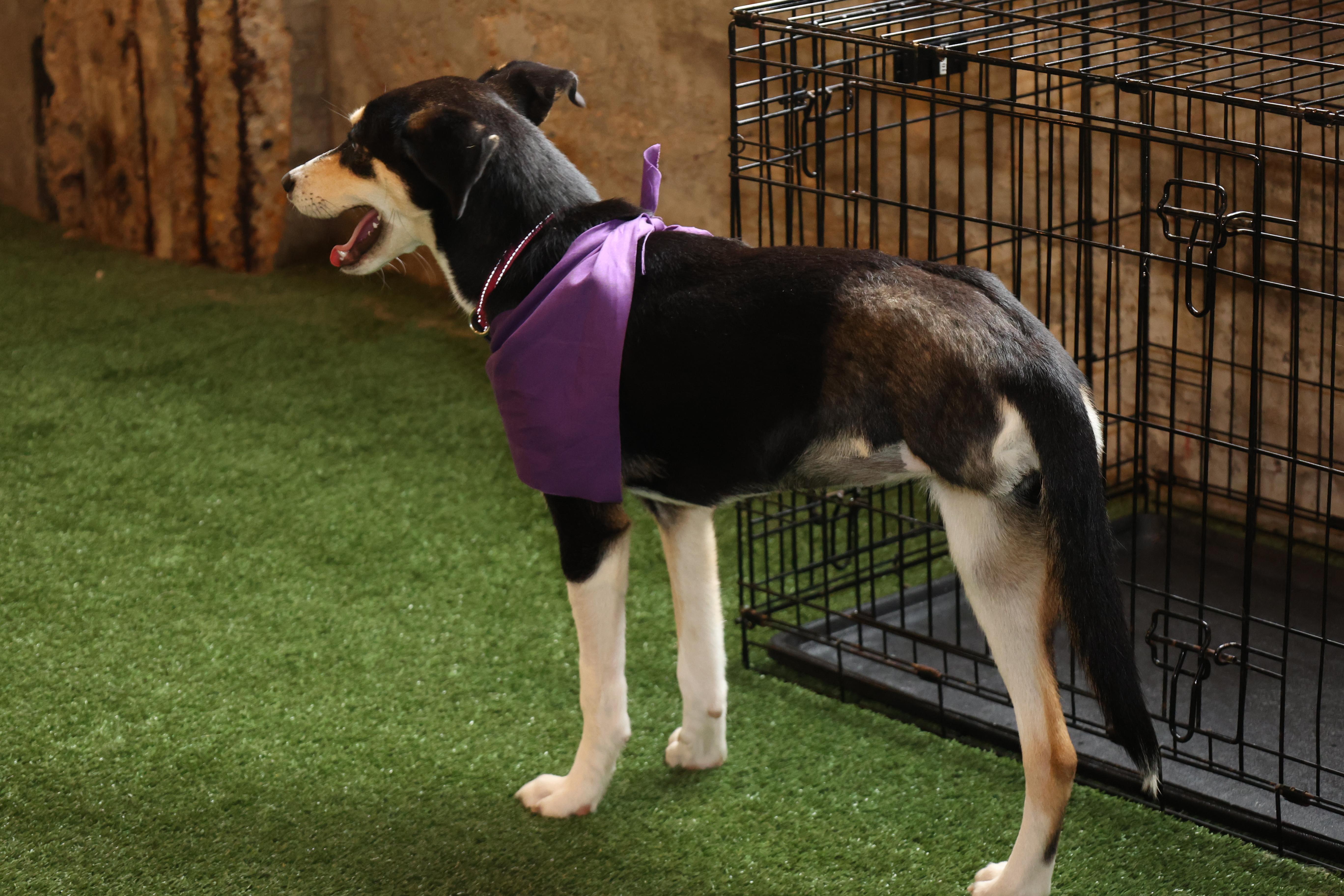 Enlarge Koda, a ADOPTABLE mixed breed in Mobile, AL image 2/3