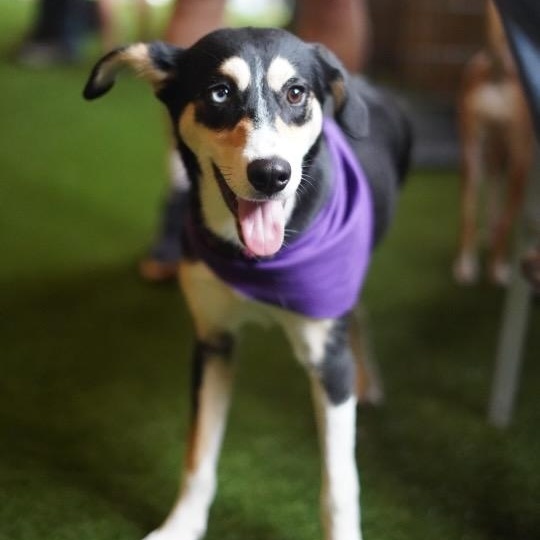 Enlarge Koda, a ADOPTABLE mixed breed in Mobile, AL image 1/3