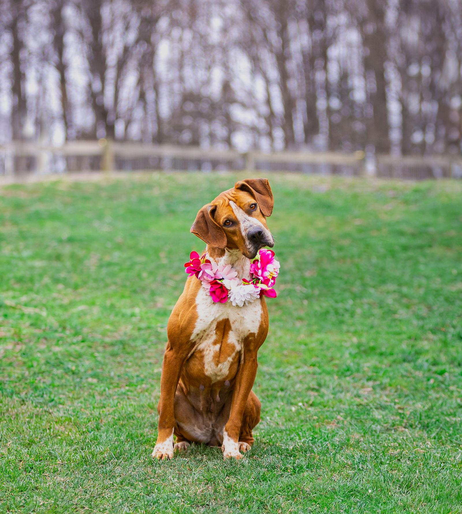 Addie, Adoptable, Young Female Coonhound.