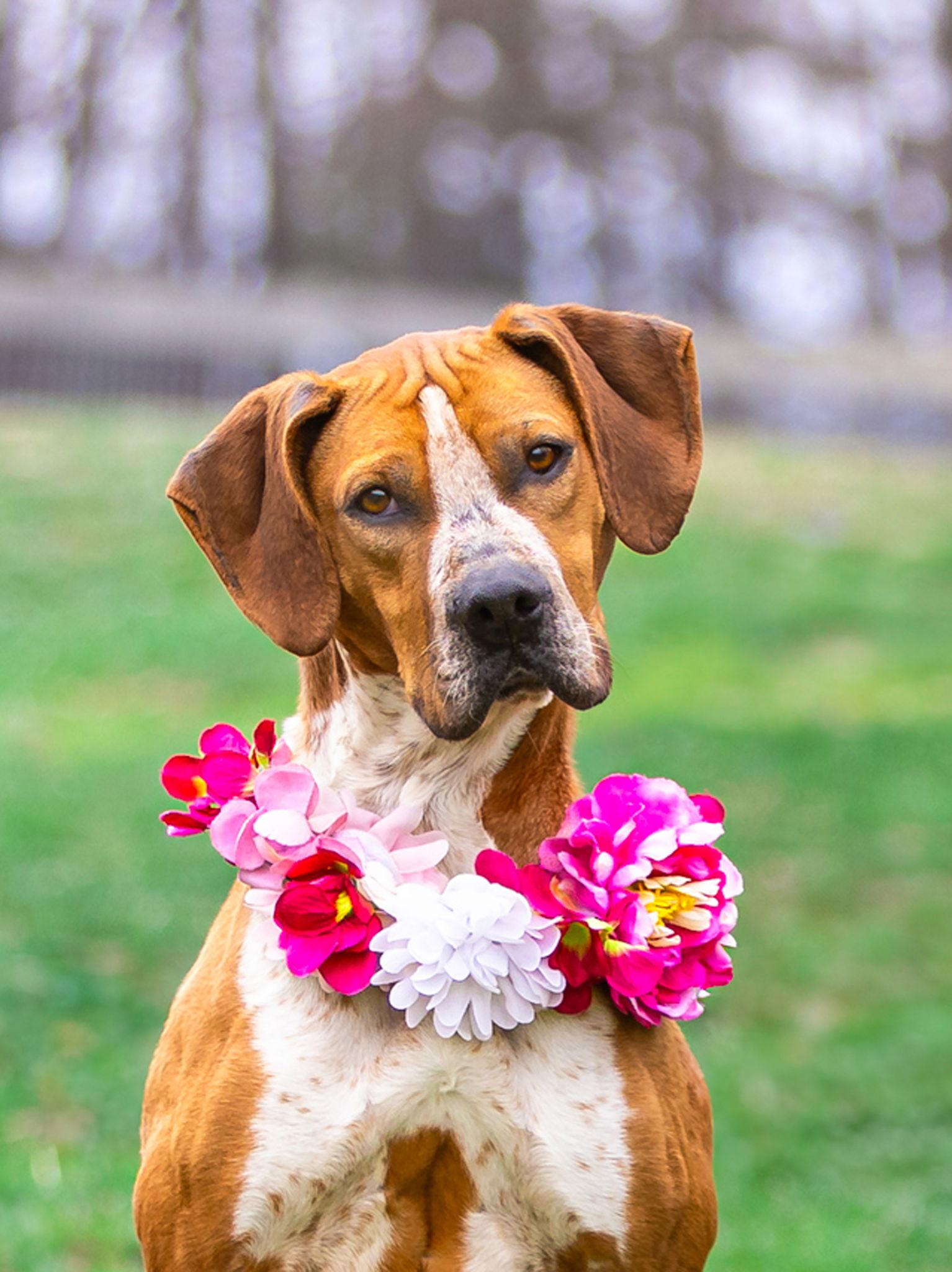 Enlarge Addie, a Adoptable Coonhound in Coatesville, PA image 2/3