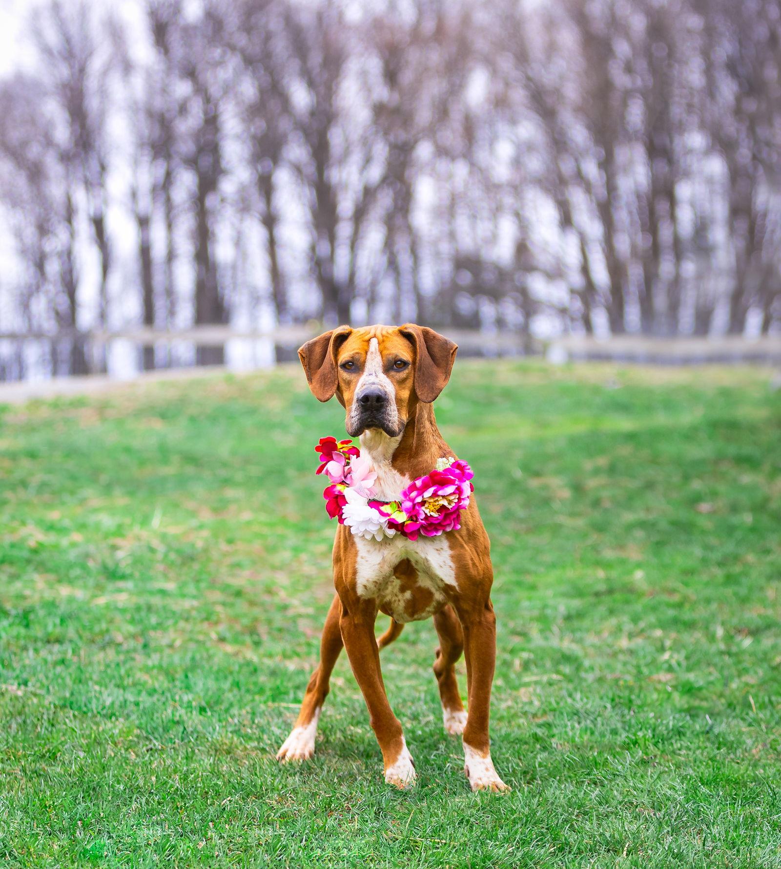 Enlarge Addie, a Adoptable Coonhound in Coatesville, PA image 3/3