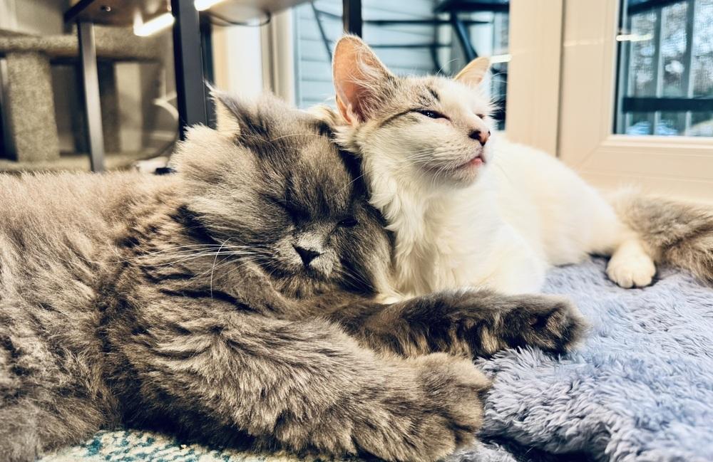 Brandy, Adoptable, Kitten Female Ragdoll & Domestic Long Hair.