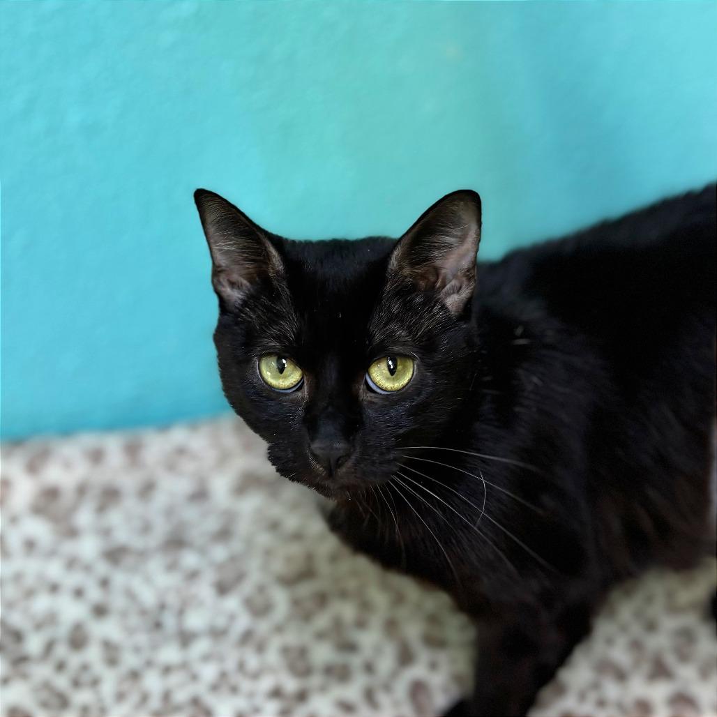 Karma, a Adoptable Domestic Short Hair in Fresno, CA image 2/2