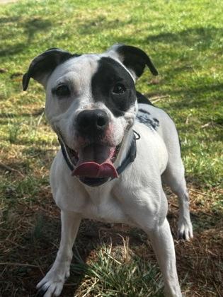 Rascal, Adoptable, Young Male Mixed Breed & Mixed Breed.