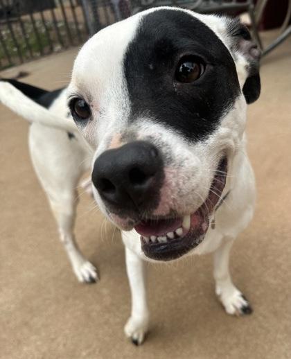 Enlarge Rascal, a Adoptable mixed breed in Wilkesboro, NC image 1/3
