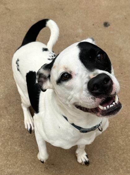 Enlarge Rascal, a Adoptable mixed breed in Wilkesboro, NC image 2/3