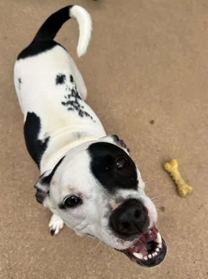 Enlarge Rascal, a Adoptable mixed breed in Wilkesboro, NC image 3/3