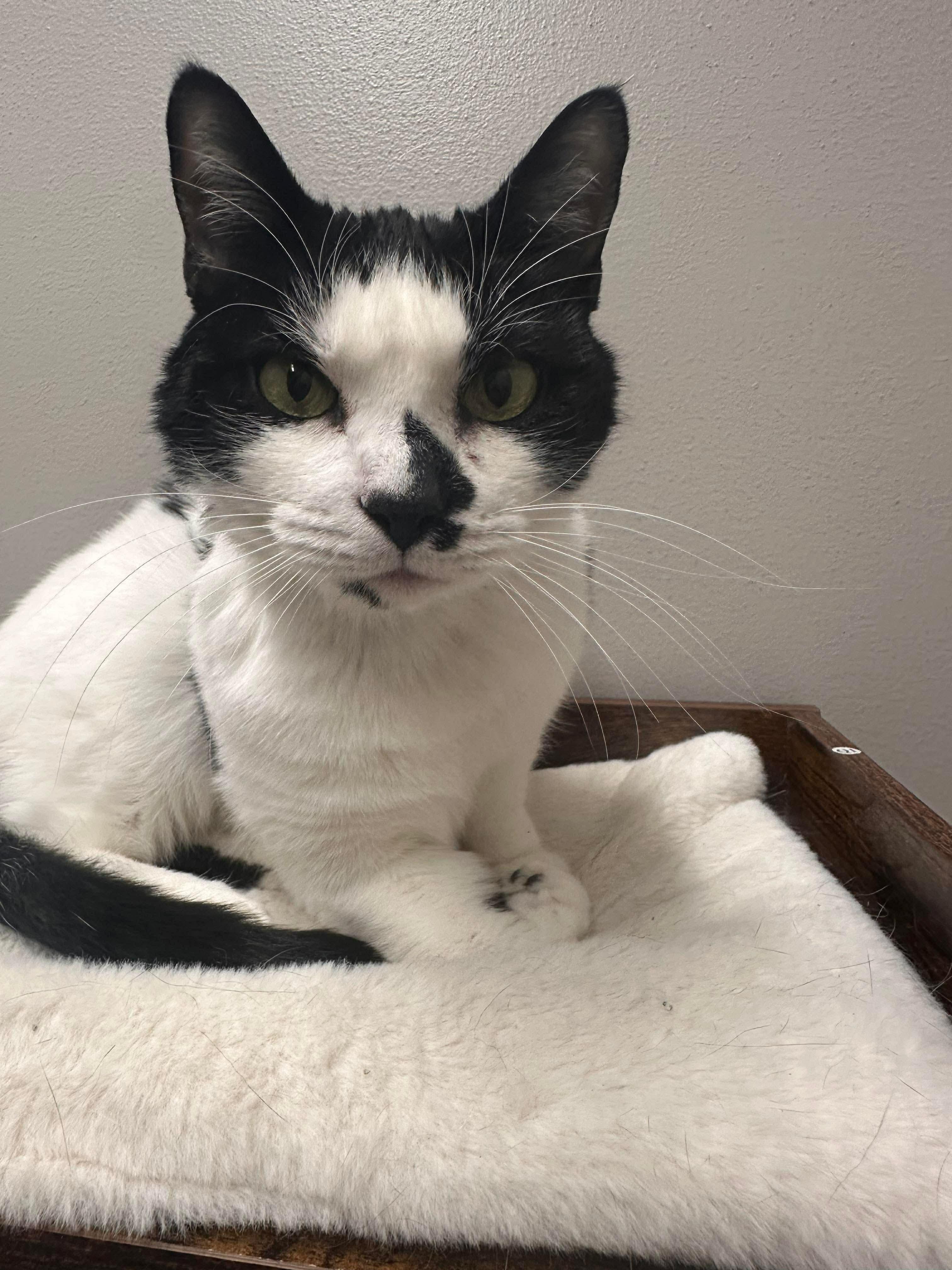 Enlarge Oreo, a ADOPTABLE Domestic Short Hair in Seward, NE image 3/3