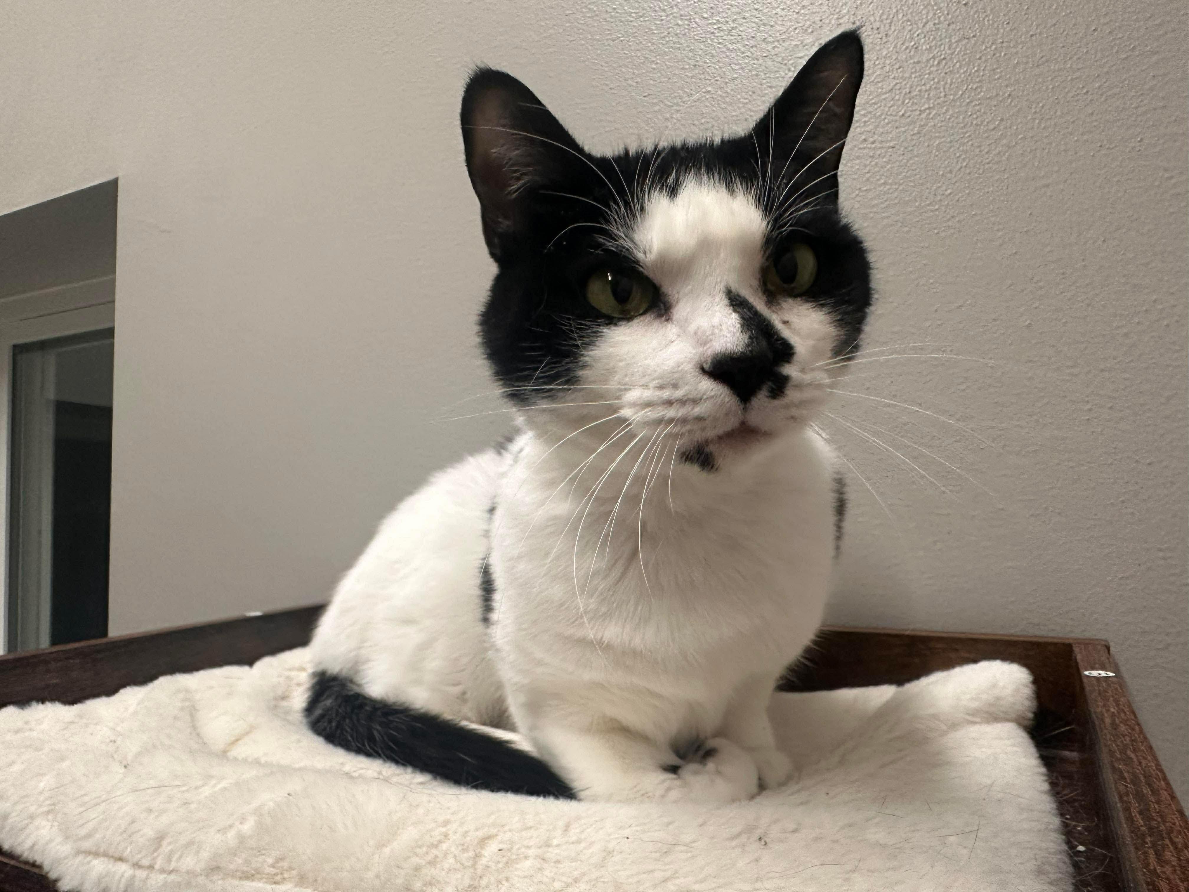 Enlarge Oreo, a ADOPTABLE Domestic Short Hair in Seward, NE image 2/3