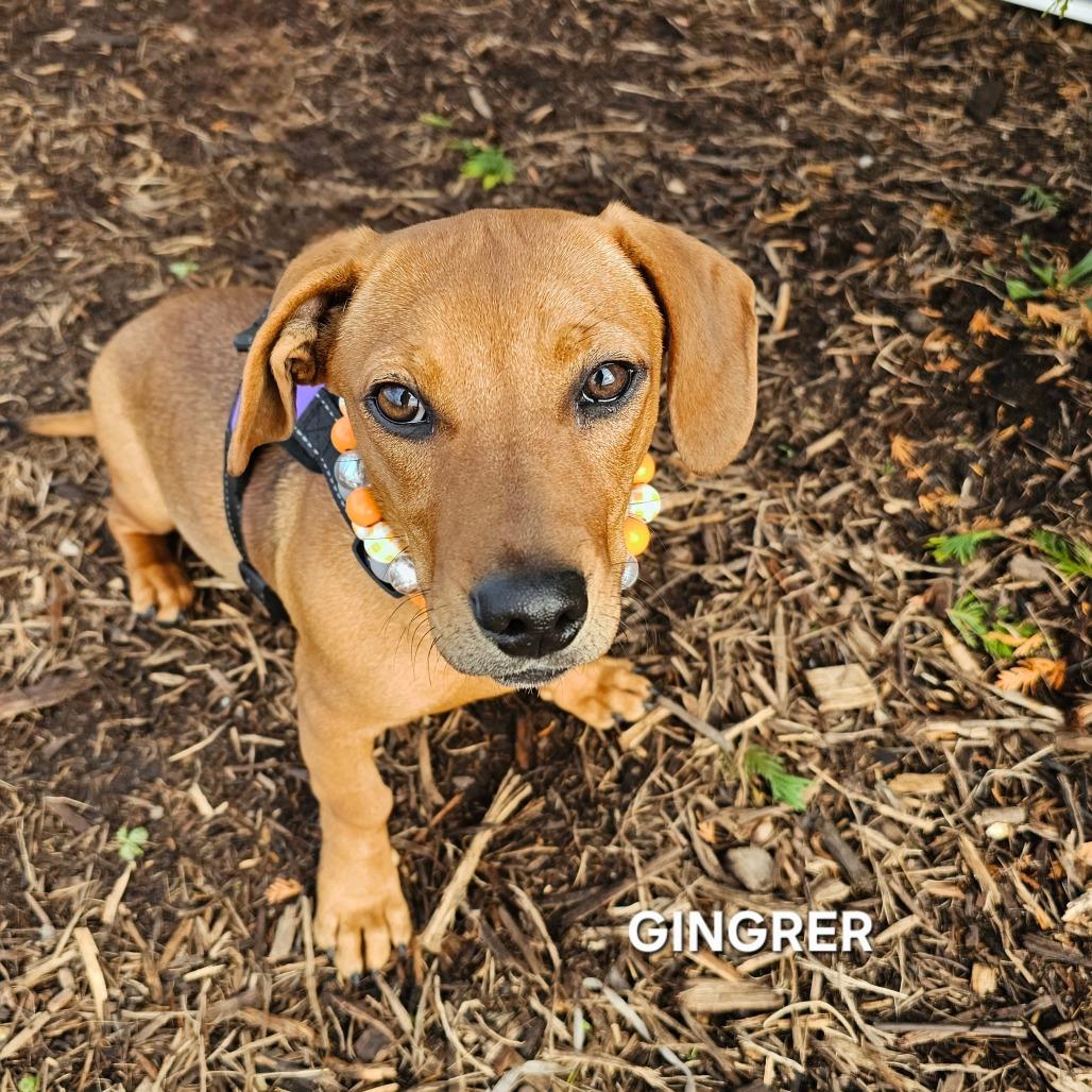 Ginger, Adoptable, Puppy Female Dachshund & Mixed Breed.