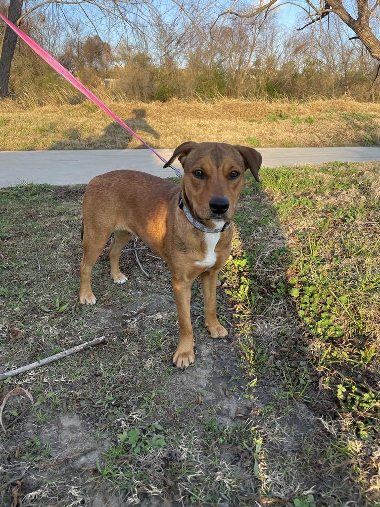 Enlarge Stella, a Adopted mixed breed in Glenwood Springs, CO image 2/6