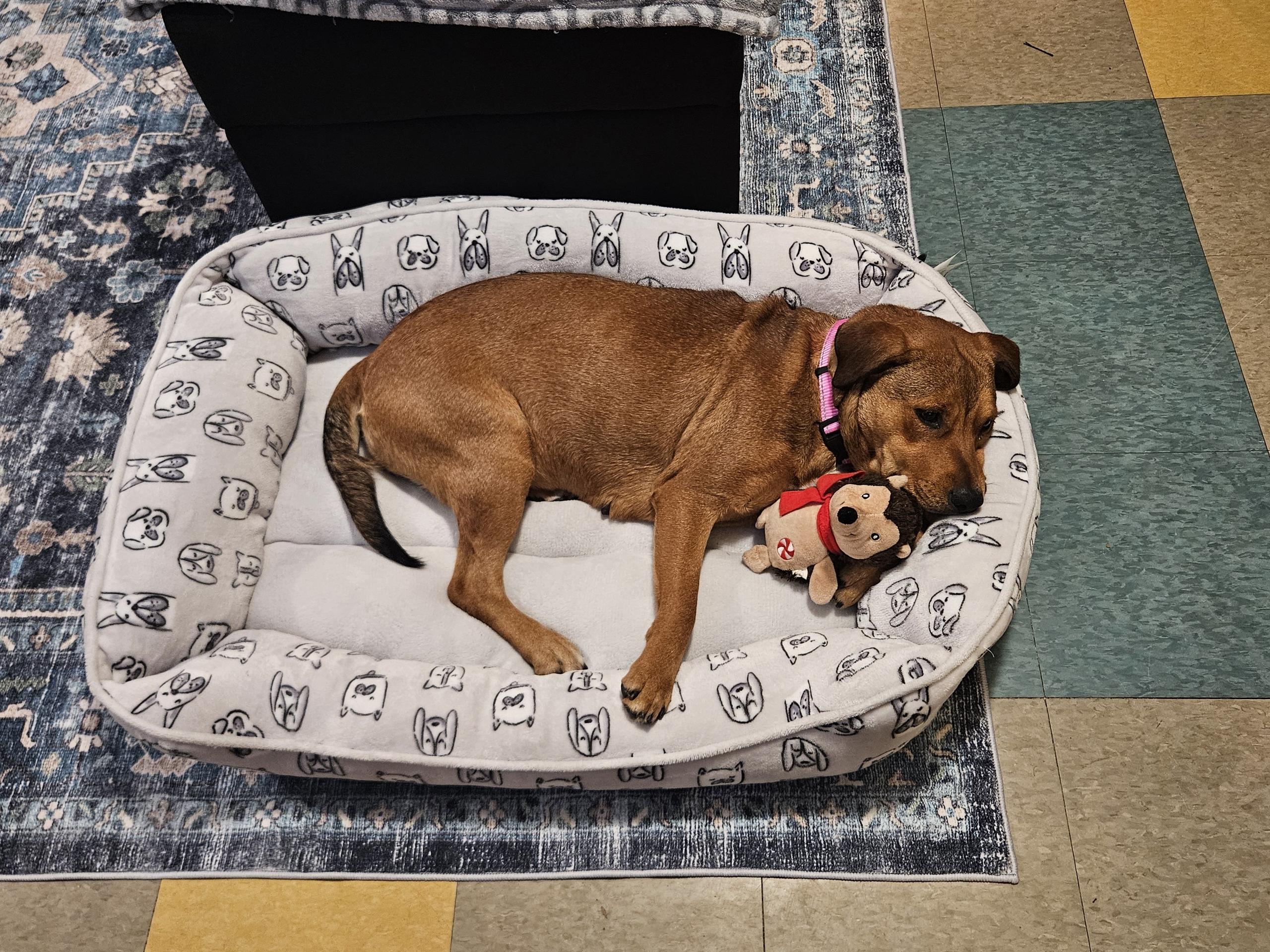 Stella, Adopted, Adult Female Australian Cattle Dog / Blue Heeler & Labrador Retriever.