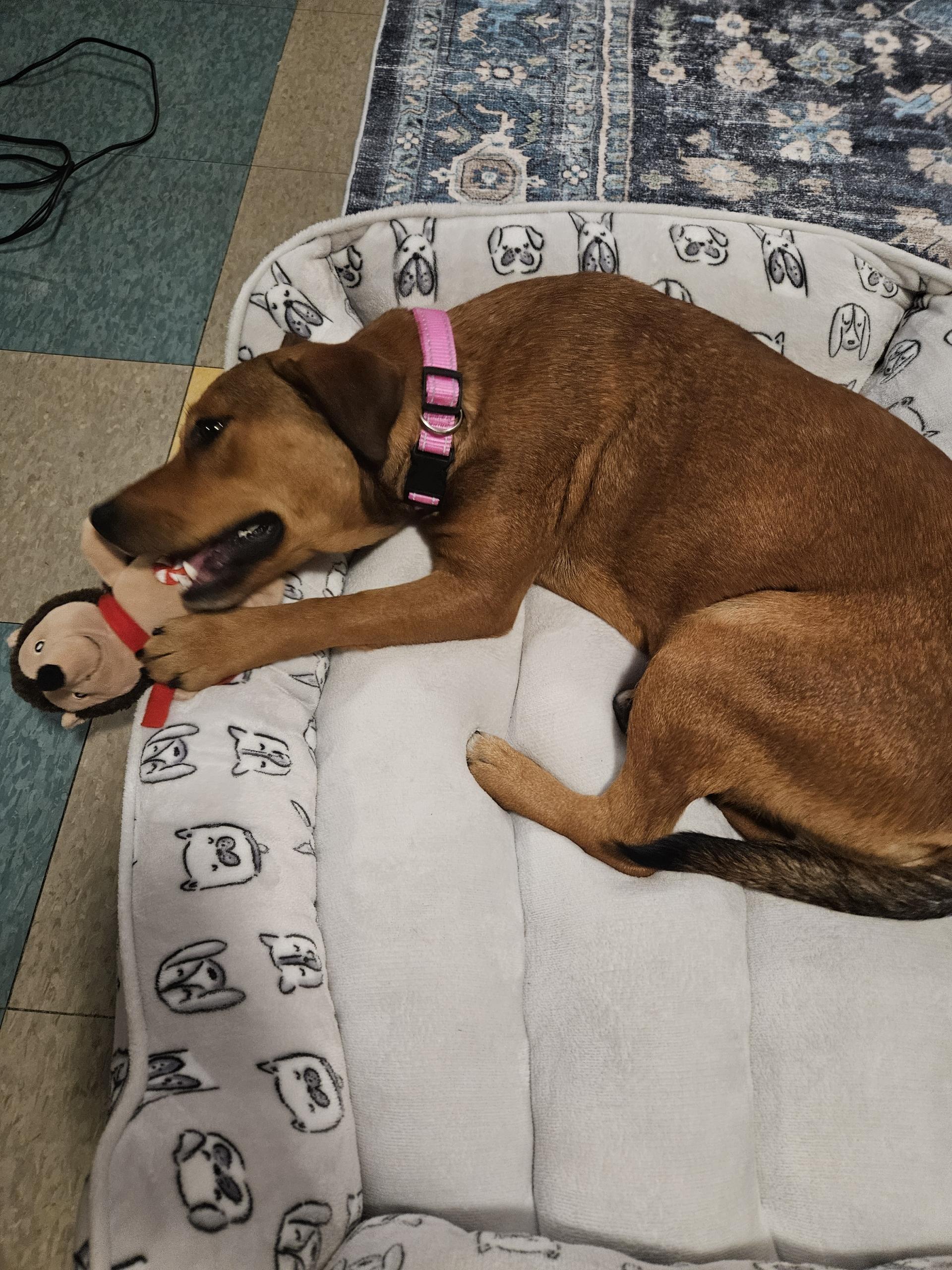 Enlarge Stella, a Adopted mixed breed in Glenwood Springs, CO image 5/6