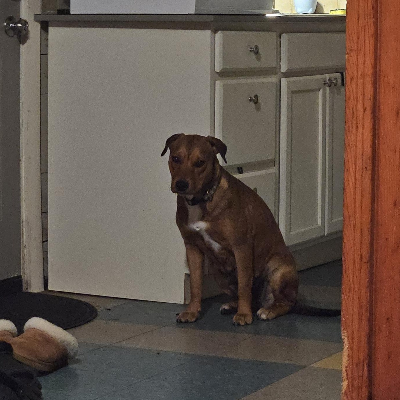 Enlarge Stella, a Adopted mixed breed in Glenwood Springs, CO image 6/6