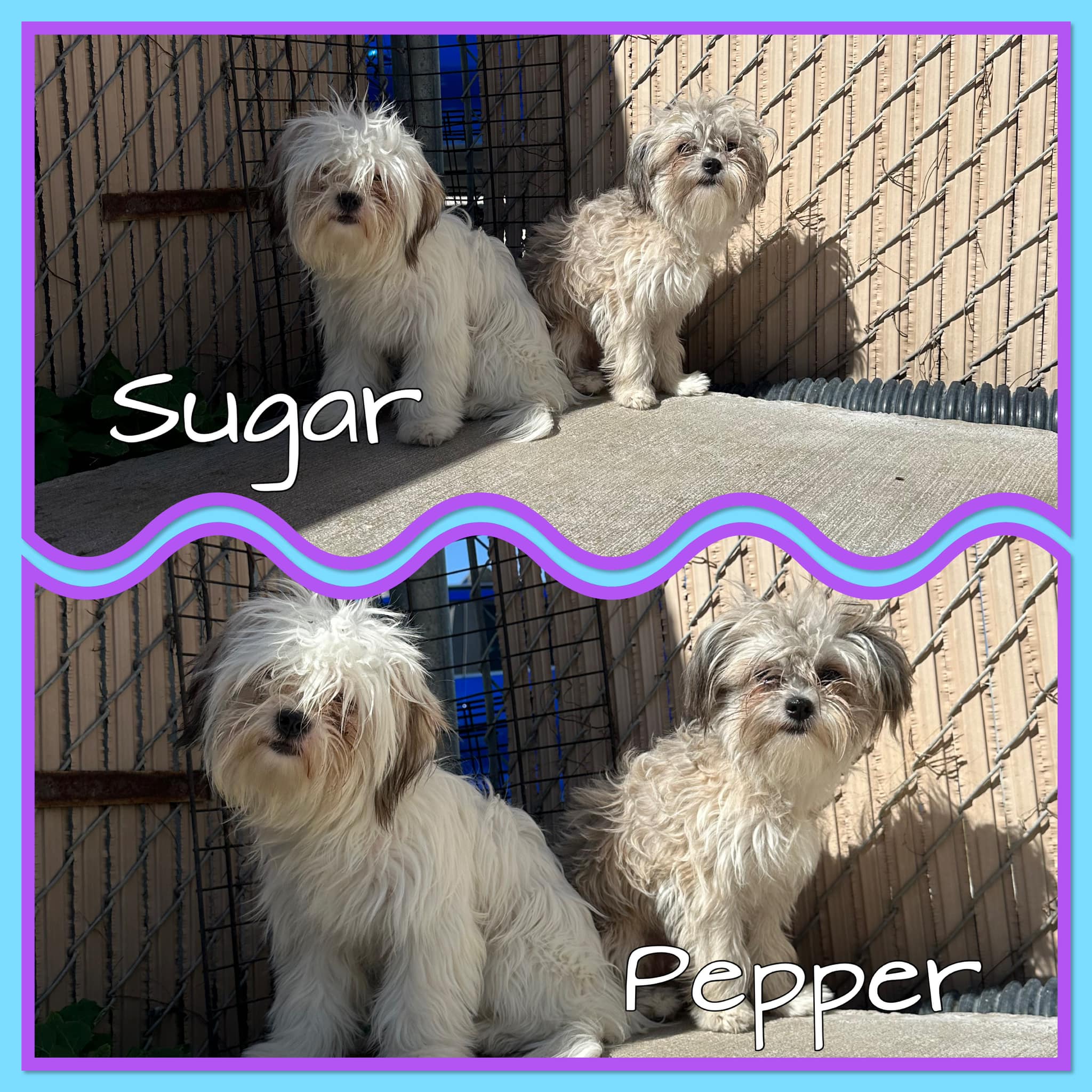 Dog for adoption Pepper, a Shih Tzu in La Salle, IL Petfinder