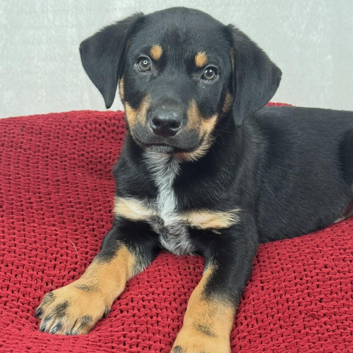 Enlarge Wally, a Adoptable mixed breed in Channahon, IL image 5/6